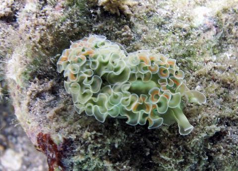elysia_crispata_opi124.jpg