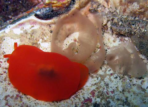 berthellina_ilisima_y_puesta.jpg
