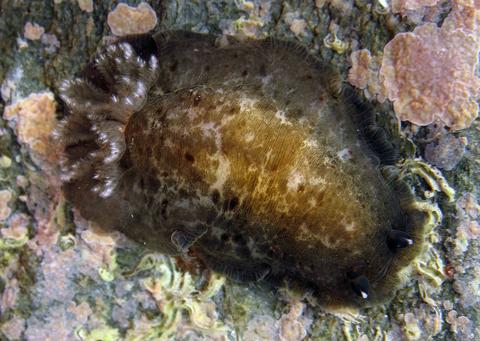 dendrodoris_krebsii_sm46.jpg